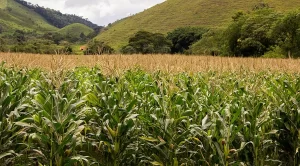 Plantação de milho - Conexão Agro