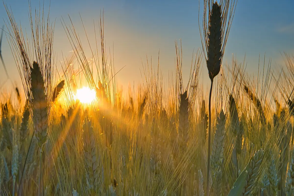 Calor excessivo - trigo - Conexão Agro