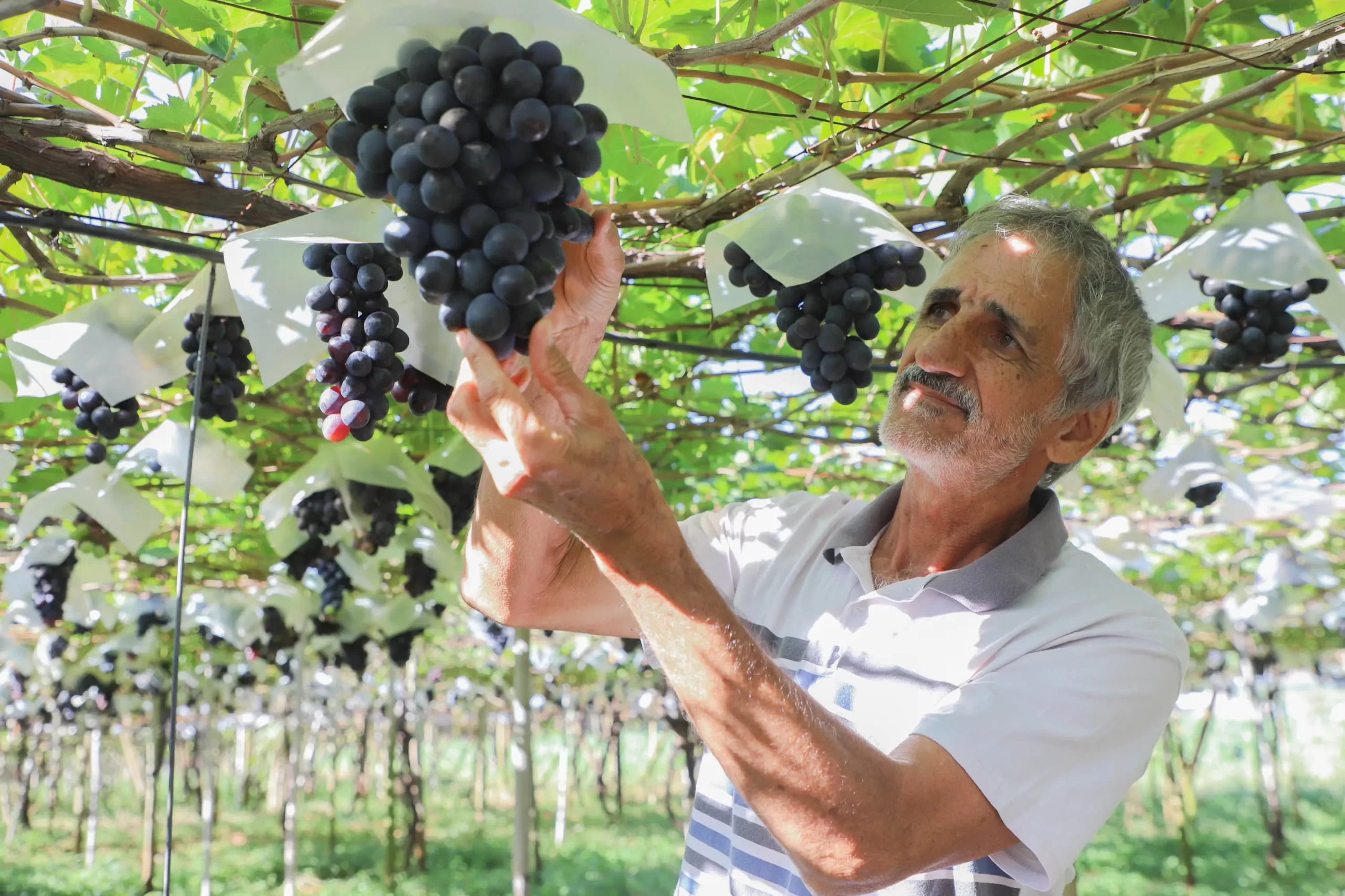 produção de uva marialva conexao agro