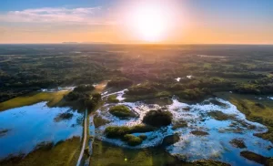 pantanal pecuária bioma bovinos - conexão agro