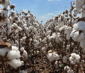algodão nova york contonicultores - conexão agro