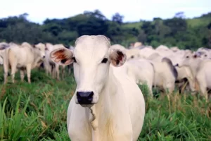 colágeno bovino gelatina exportações conexão agro