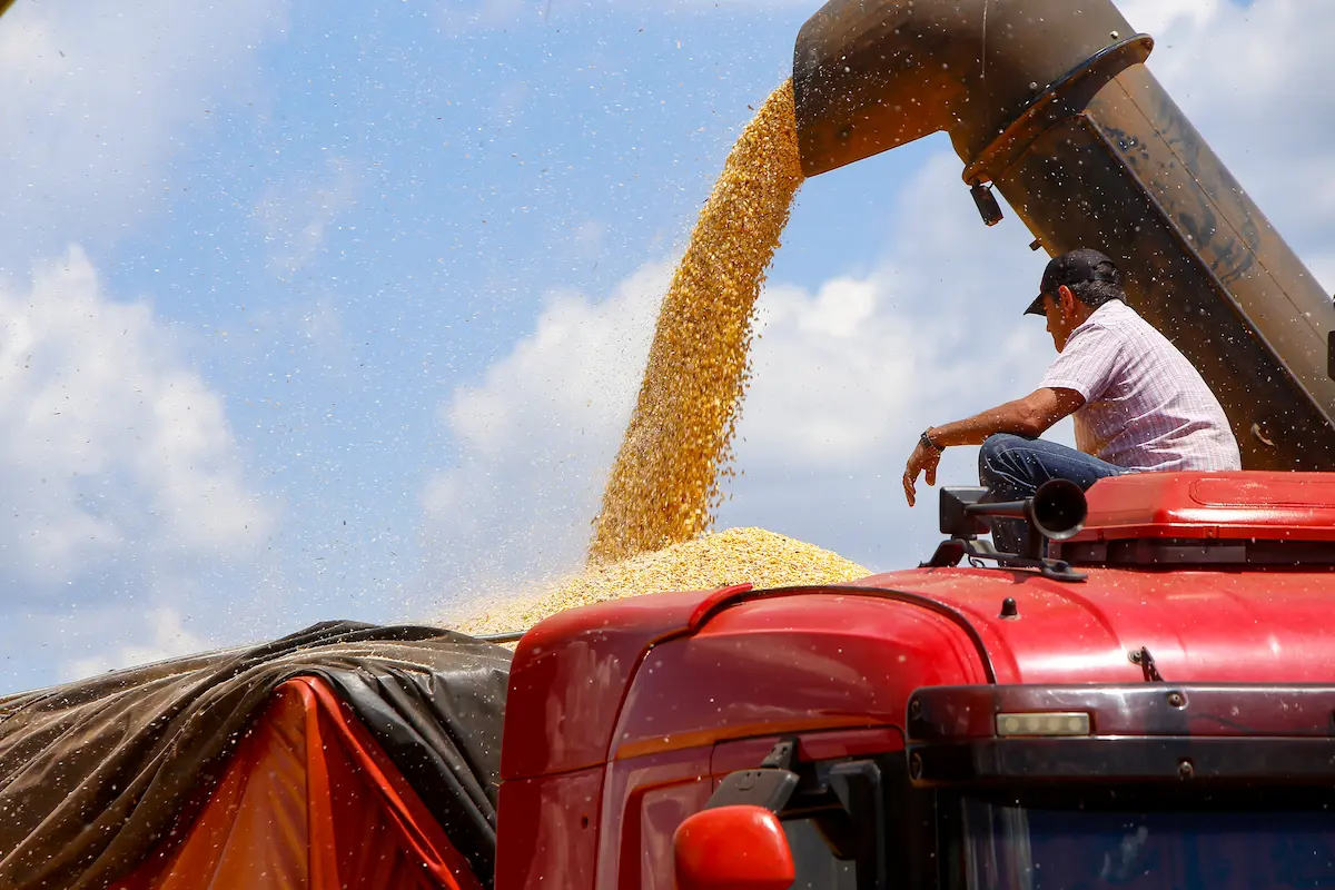 Colheita de milho - Conexão Agro