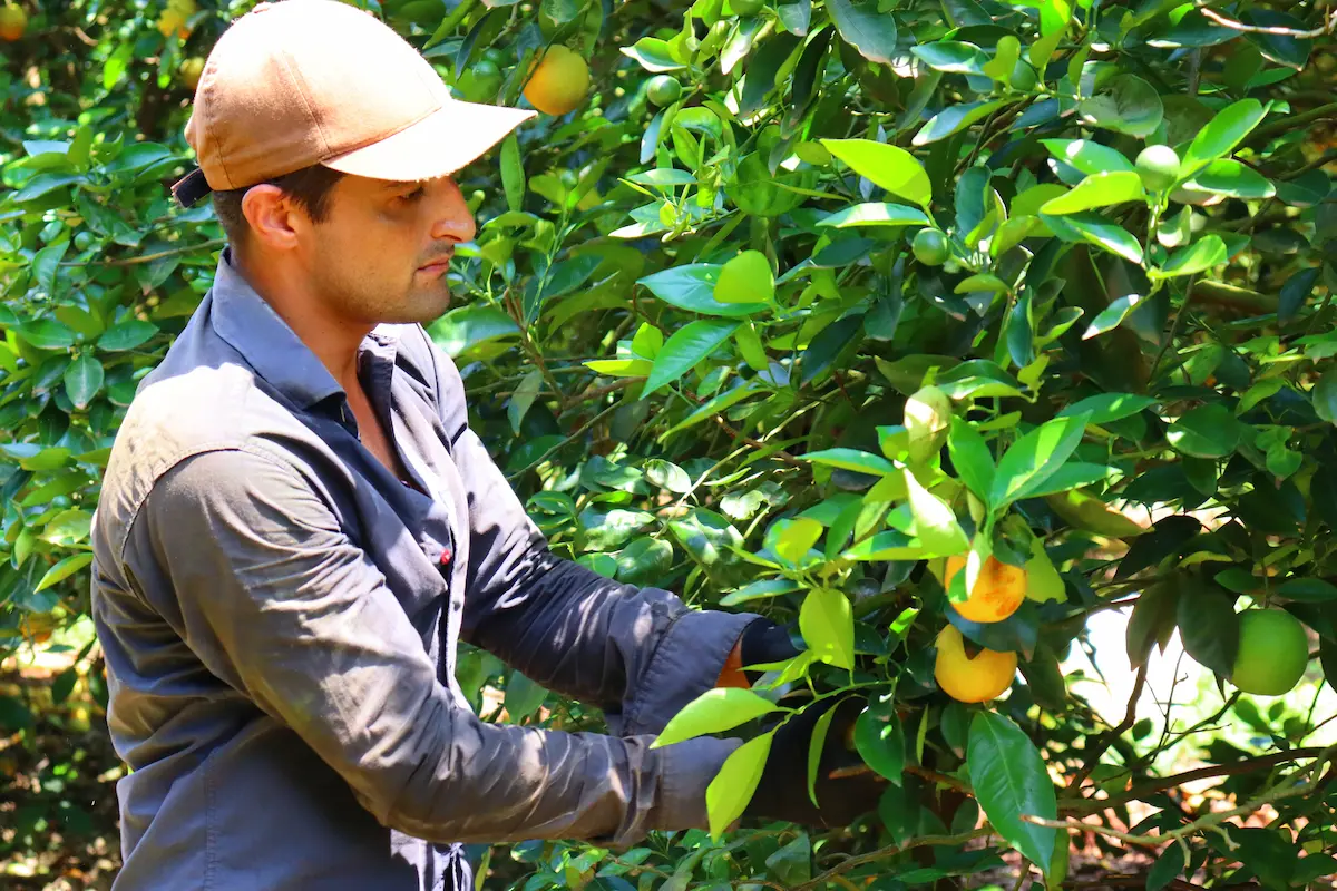 colheita da laranja greening combate à doença - conexão agro