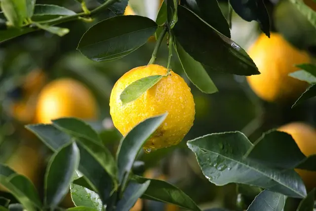 greening laranjal doença conexão agro