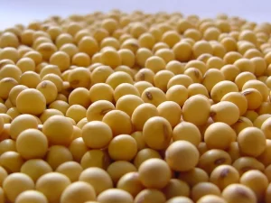 Curso sementes de soja - Conexão Agro