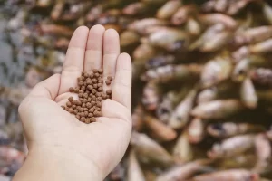 aquicultura ração para peixes conexão agro
