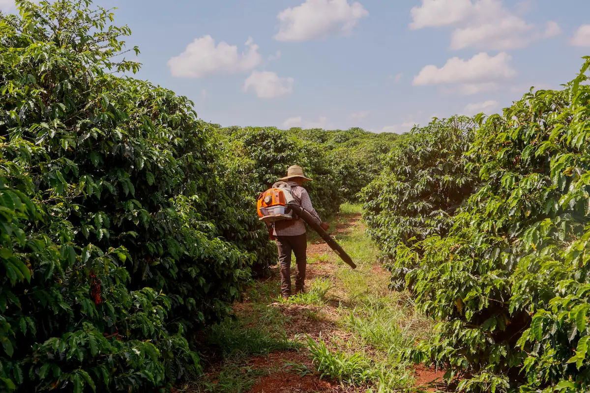 Produção de café - Conexão Agro
