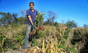 Colheita Gengibre -Economia Rural - Conexão Agro