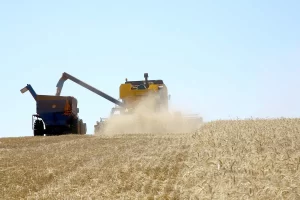 Colheita trigo - Conexão Agro
