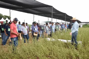 Belasafra soja colheita balcão de negócios circuíto no campo - conexão agro