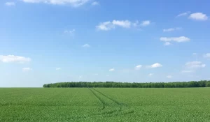 Nitrogênio fixação biológica bioinsumos - conexão agro