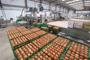 granja de ovos inspeção exportação auditoria china conexão agro
