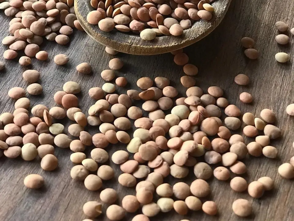 lentilha cultivares sementes conexão agro