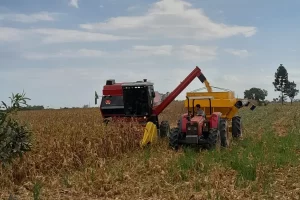 safra de milho colheita produção chuvas conexão agro
