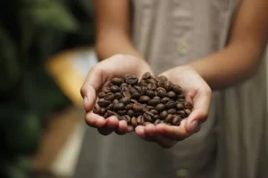 Grãos de café - Conexão Agro