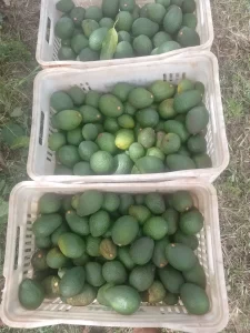 avocado produção -conexao agro