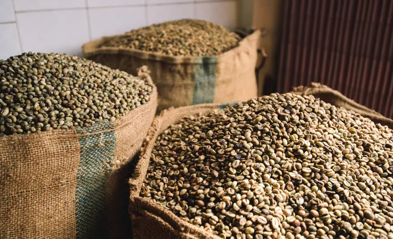 Café exportação Zâmbia continente africano - conexão agro