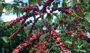 estudos café restauração Mata Atlântica - conexao agro