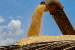 Colheita de Milho - Conexão Agro
