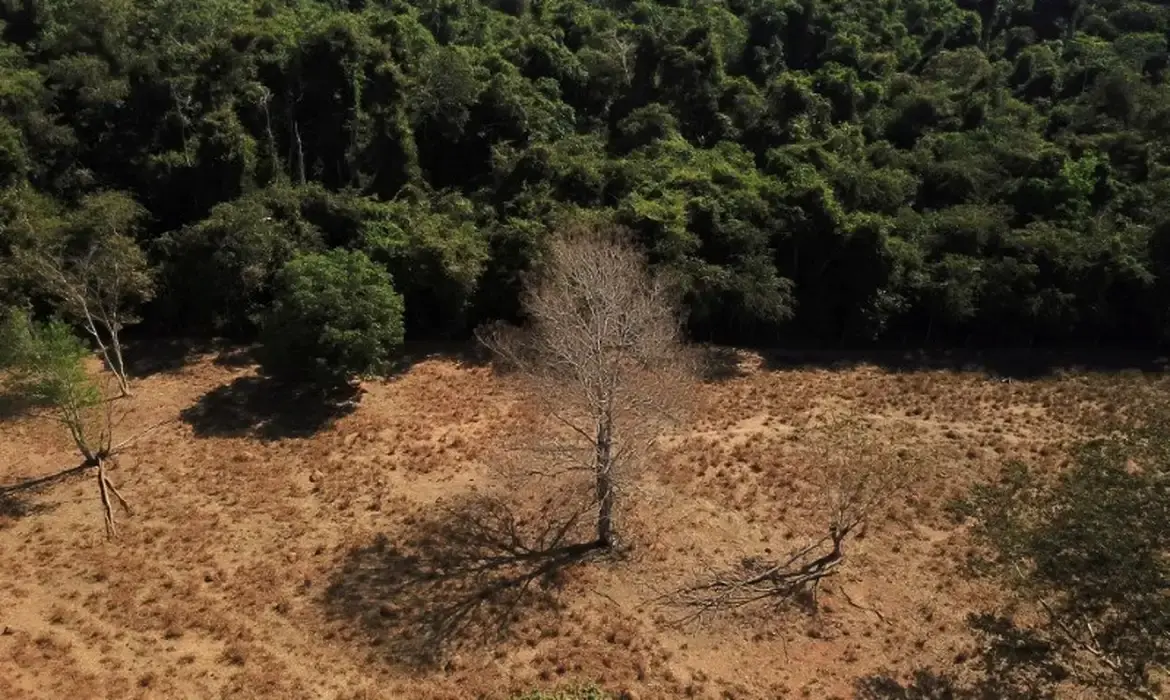 desmatamento cai cerrado Matopiba - conexão agro