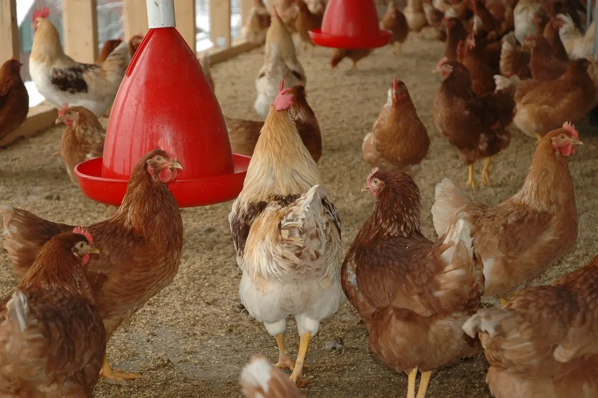 Exportação de frango - Conexão Agro