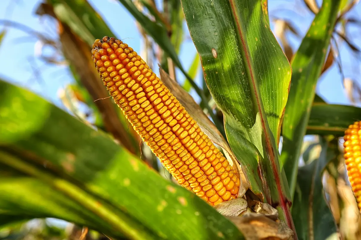 Plantação de milho - Conexão Agro