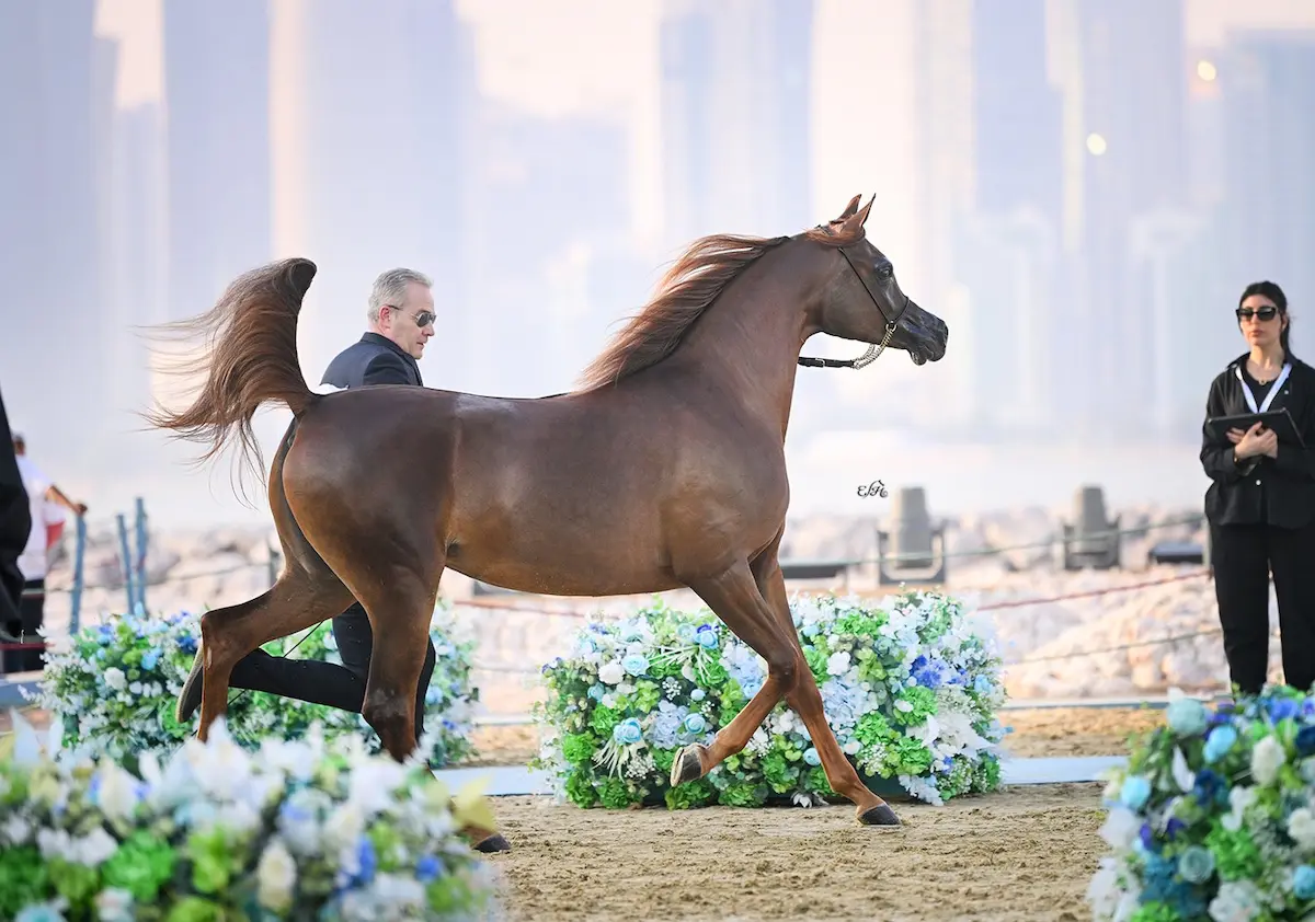 potra brasileira medalha de ouro conexão agro