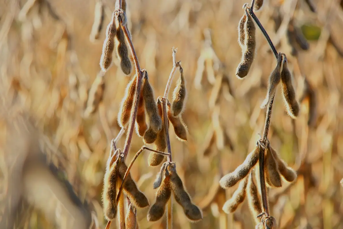 Plantação de soja - Conexão Agro