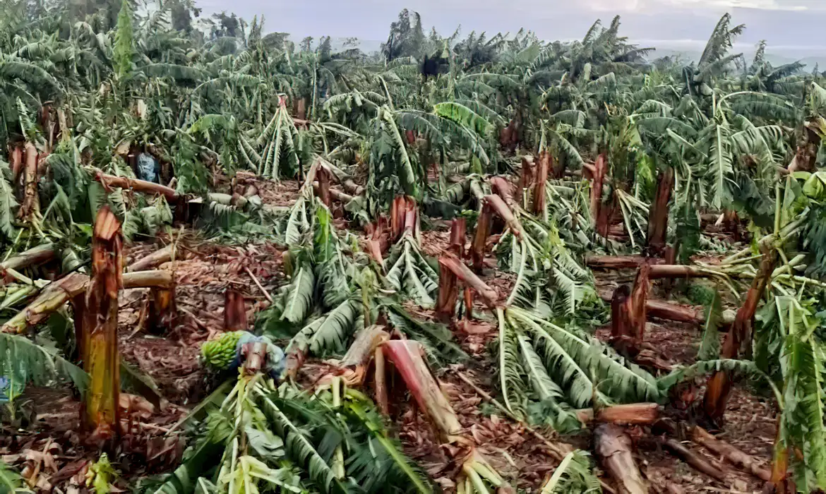 Ventania derruba plantações de bananais - Conexão Agro