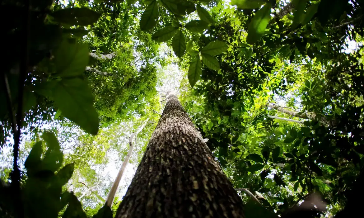 bioeconomia ecologia floresta amazônica -conexao agro