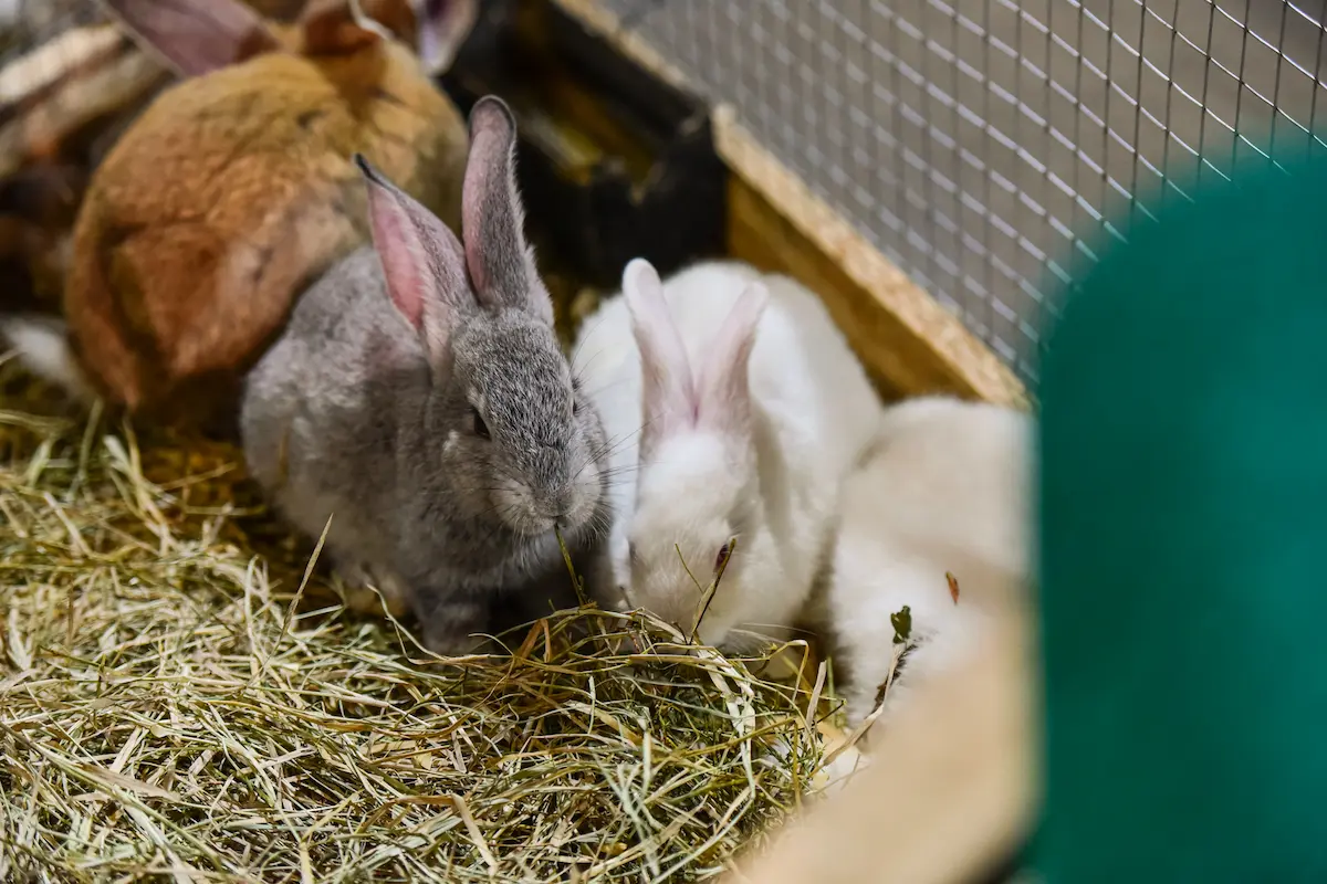 Expolondrina pets - conexao agro