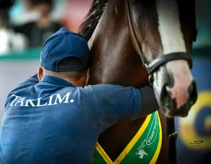 haras tarlim equinos leilão - conexão agro