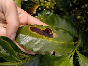 Antracnose doença do café folha e grãos _conexão agro
