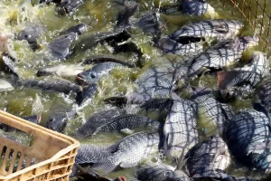 Associação Peixes Paraná - Conexão Agro