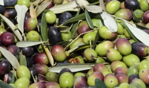 azeite de oliva produção brasil - conexao agro