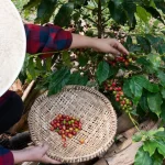 Colheita de café - Conexão Agro