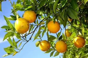 produção de laranja parana - conexão agro