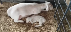 nascimento doper ovinos - expolondrina conexao agro