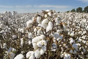 colheita de algodão umidade conexao agro