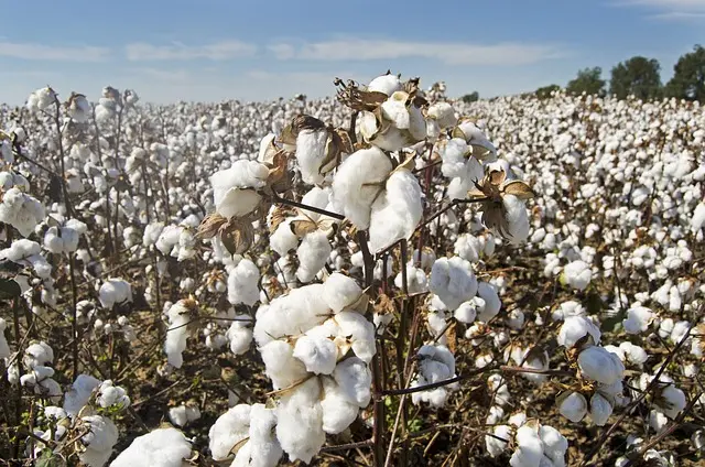 colheita de algodão umidade conexao agro