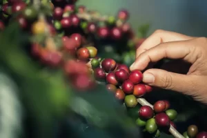 cafeicultura expo japão agroinovatec - conexão agro