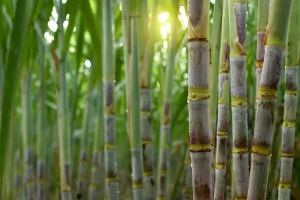 cana-de-açúcar bioinsumos conexão agro