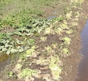 chuvas rio grande do sul horticultura folhosas - conexão agro