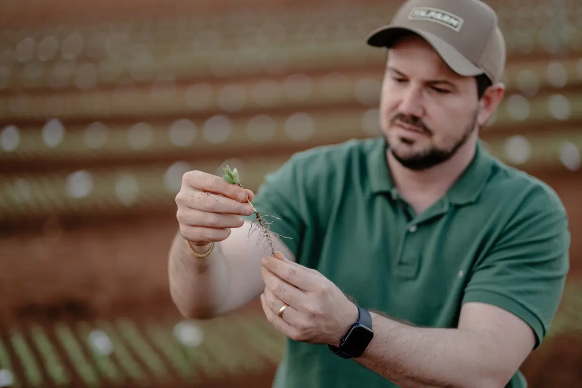 soja sementes tecnologia - conexão agro