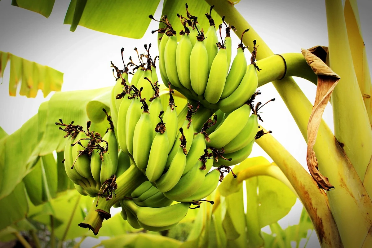 Cai preço da banana - Conexão Agro