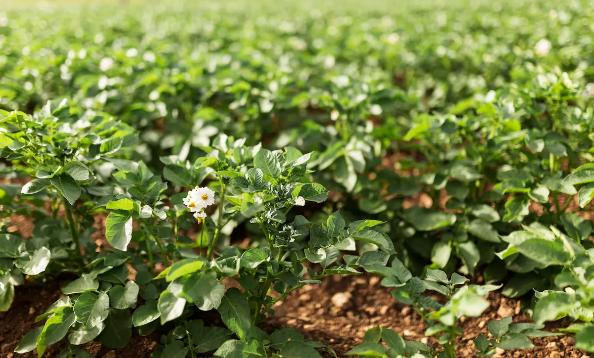 safra amendoim - conexão agro