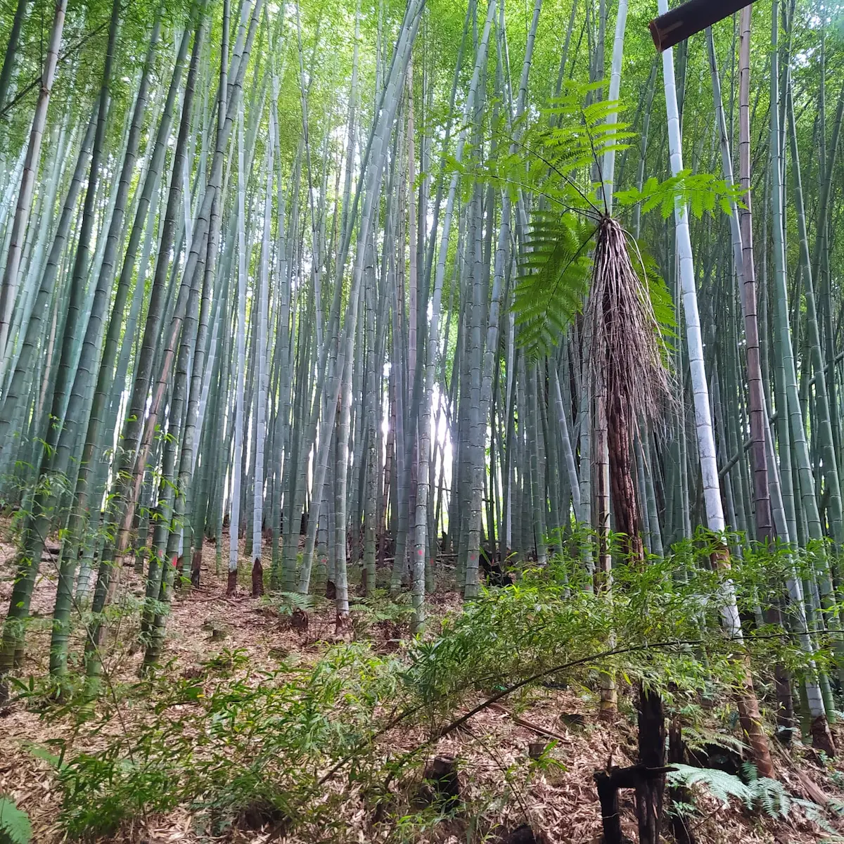 Bambu agroecologia bioconstrução - agricultura familiar - conexão agro