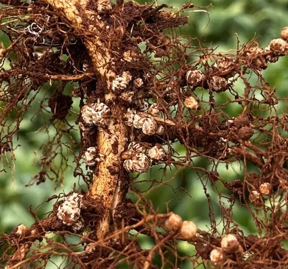 biológicos biosoluções fixação biológica nitrogênio - conexão agro
