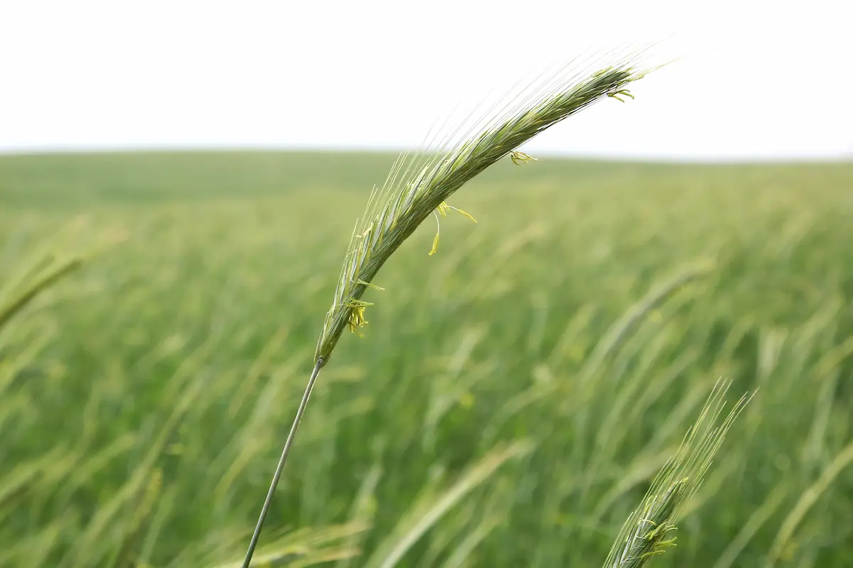 cevada trigo área paraná aumento - conexão agro